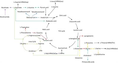 Assessment of cold exposure-induced metabolic changes in mice using untargeted metabolomics